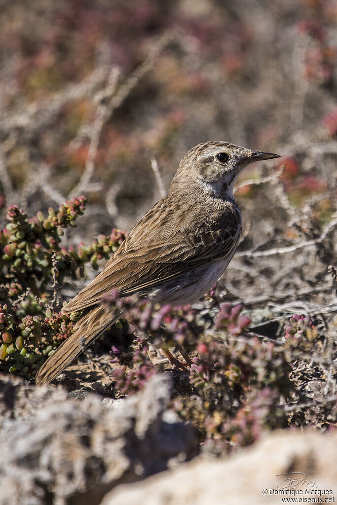 Pipit de Berthelotadulte nuptial, identification