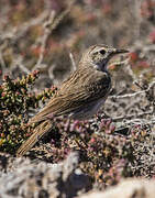 Berthelot's Pipit