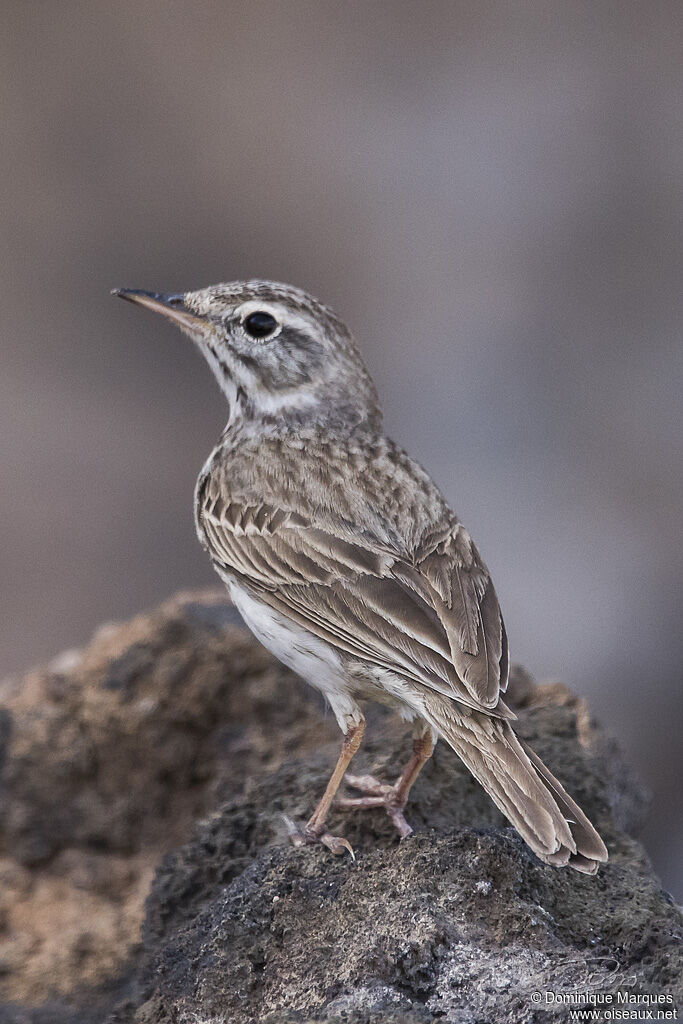 Pipit de Berthelotadulte nuptial, identification