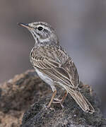 Berthelot's Pipit