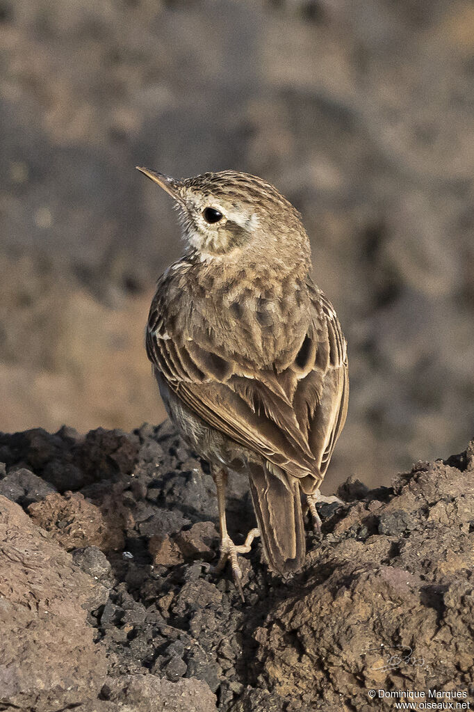 Pipit de Berthelot