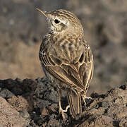 Berthelot's Pipit