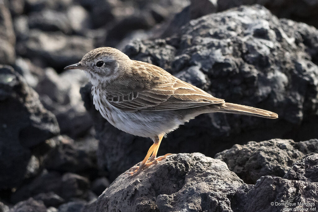 Pipit de Berthelotadulte, identification