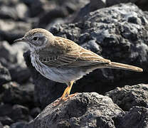 Berthelot's Pipit