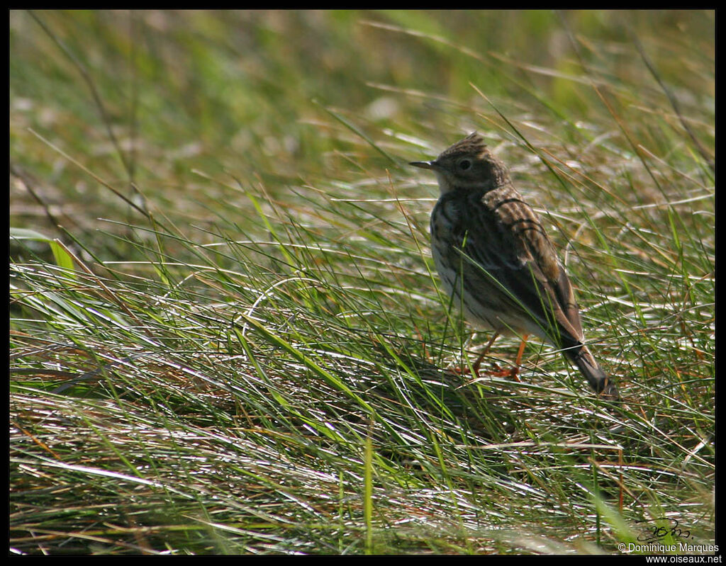Pipit farlouseadulte