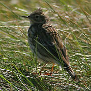 Pipit farlouse