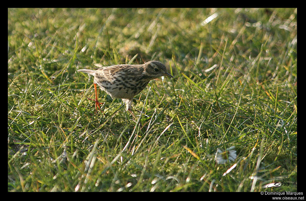 Pipit farlouse