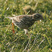 Pipit farlouse