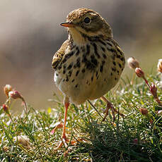 Pipit farlouse