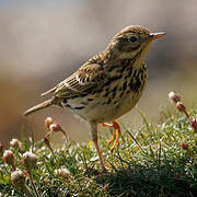 Pipit farlouse