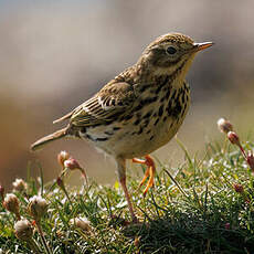 Pipit farlouse
