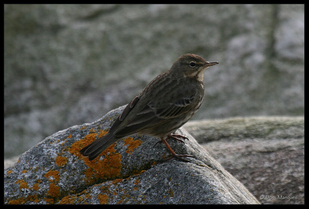 Eurasian Rock Pipitadult, identification