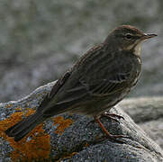 European Rock Pipit