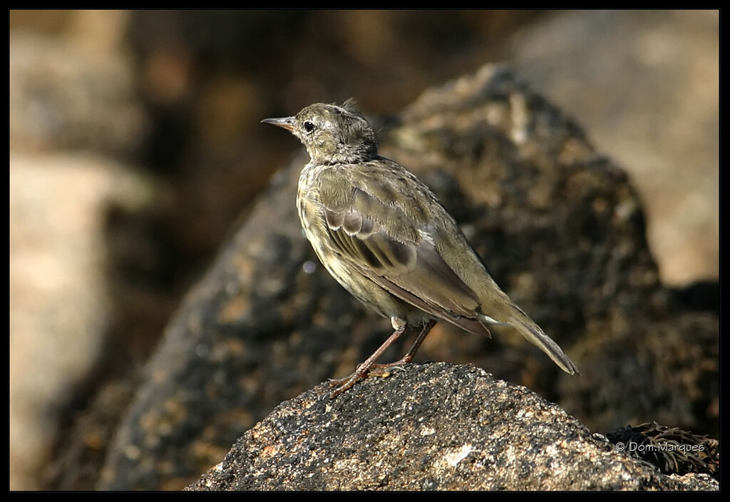 Pipit maritime, identification