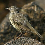 European Rock Pipit