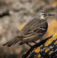 Pipit maritime