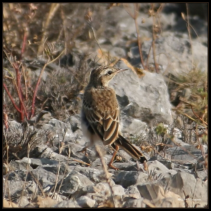 Pipit rousselineadulte, identification