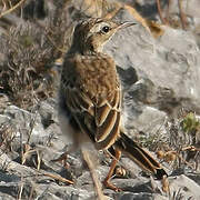 Tawny Pipit