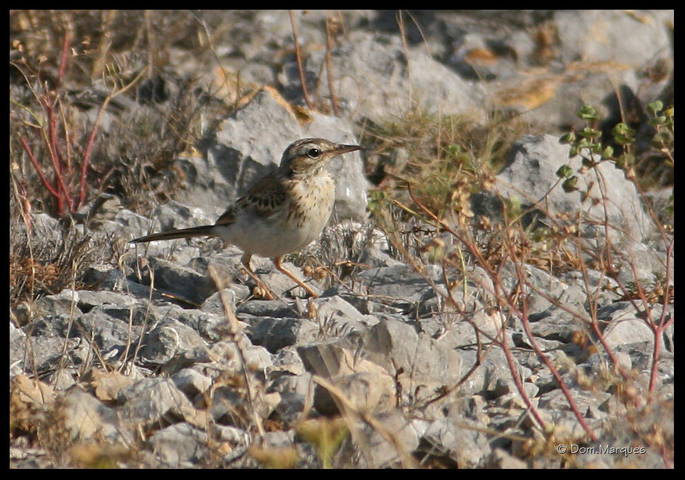 Pipit rousseline, identification