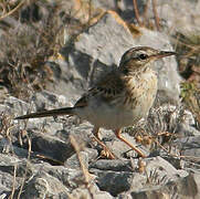 Pipit rousseline