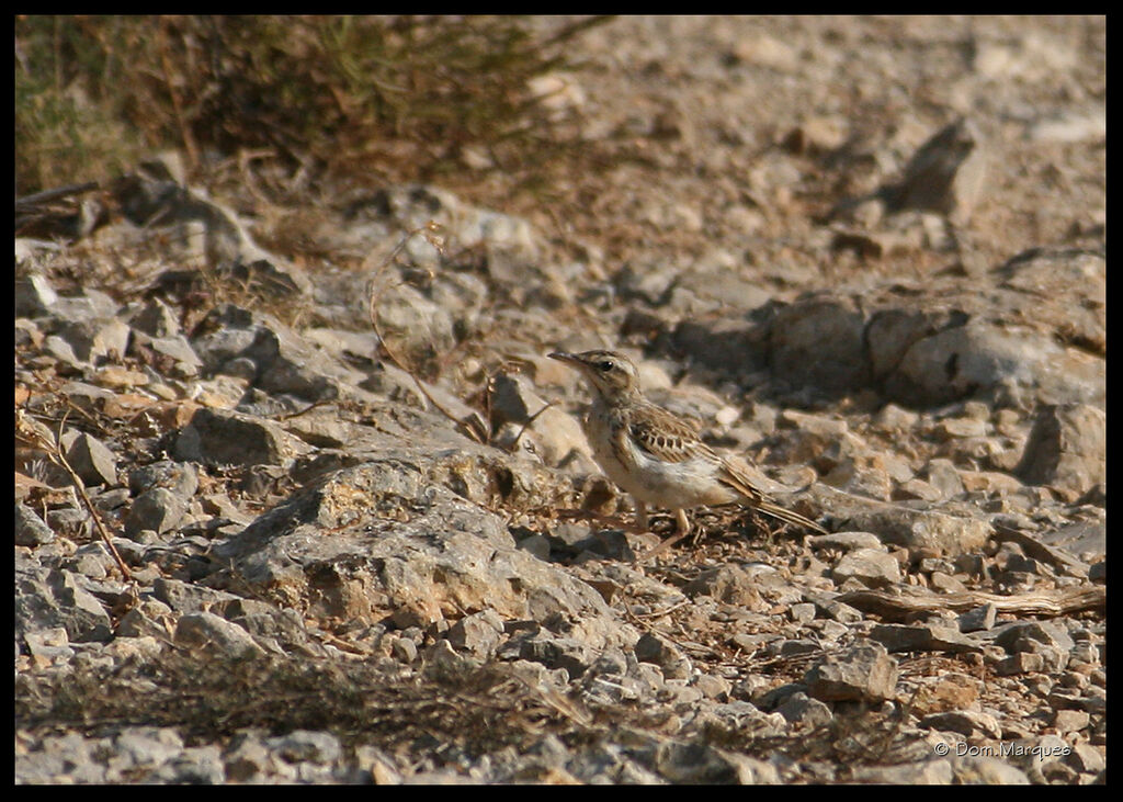 Pipit rousselineadulte, identification