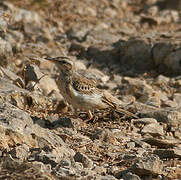 Tawny Pipit