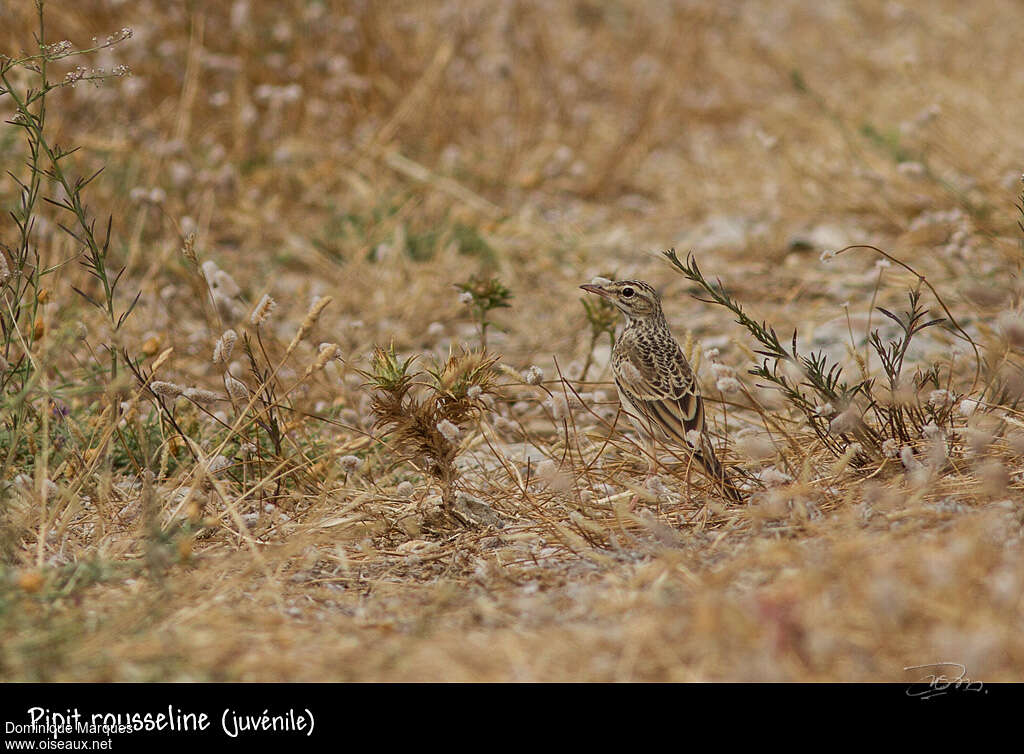 Pipit rousselinejuvénile, habitat, camouflage