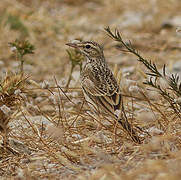 Pipit rousseline