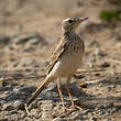 Pipit rousseline