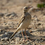 Pipit rousseline