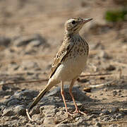 Pipit rousseline