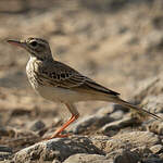 Pipit rousseline