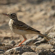 Pipit rousseline