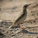 Pipit rousseline