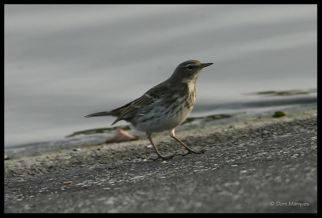 Water Pipitadult, identification