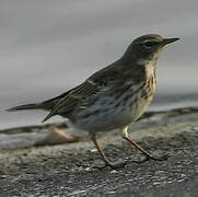 Water Pipit