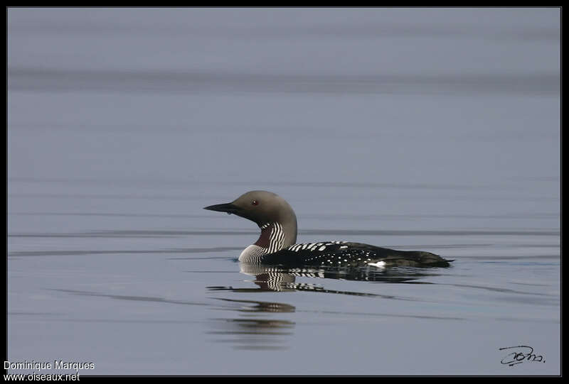 Black-throated Loonadult breeding, pigmentation, swimming