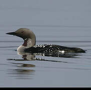 Black-throated Loon