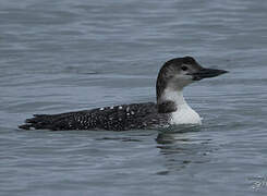 Common Loon