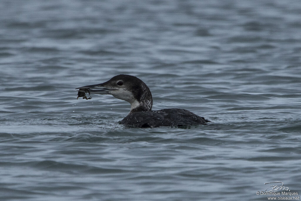 Common Loonadult post breeding, eats