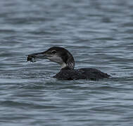 Common Loon