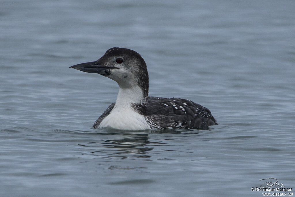 Common Loonadult transition, identification