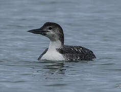 Common Loon