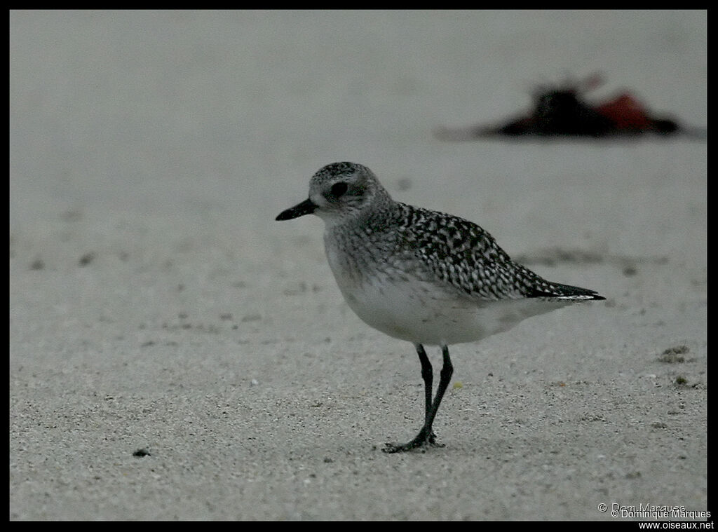 Grey Plover, identification