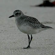 Grey Plover