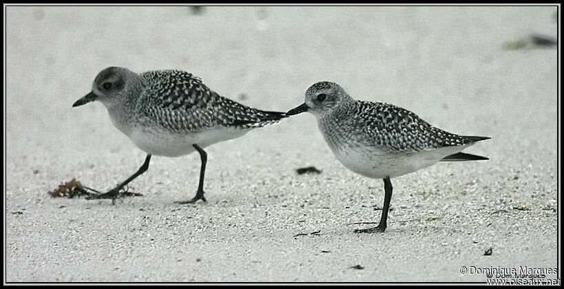 Grey Plover