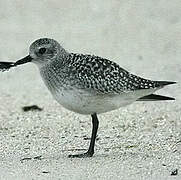 Grey Plover