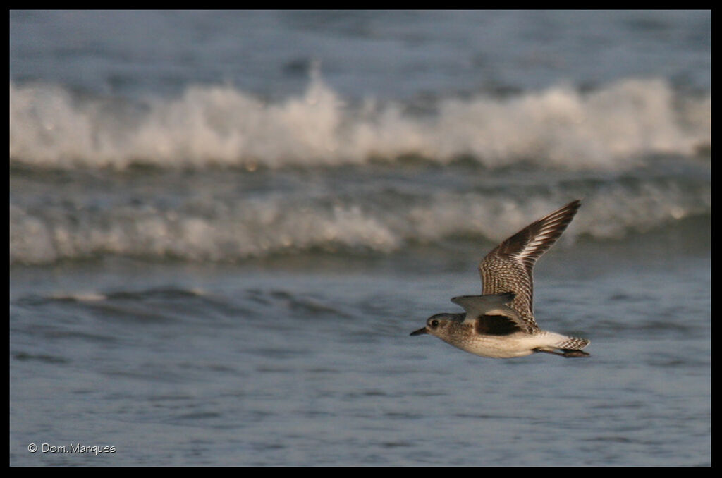 Grey Ploveradult post breeding, Flight