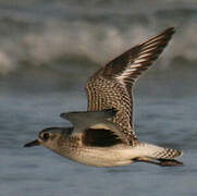 Grey Plover