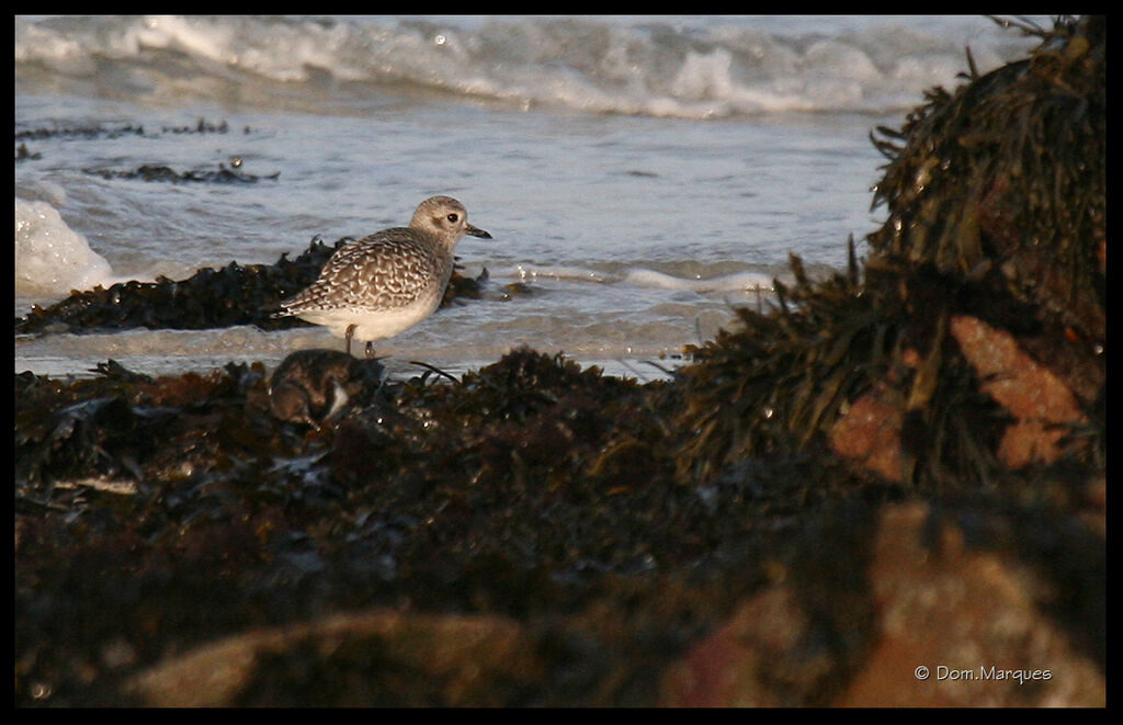 Grey Plover, identification